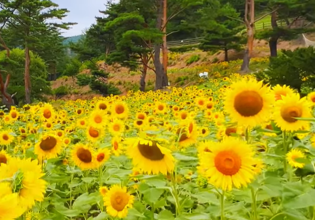 해바라기축제